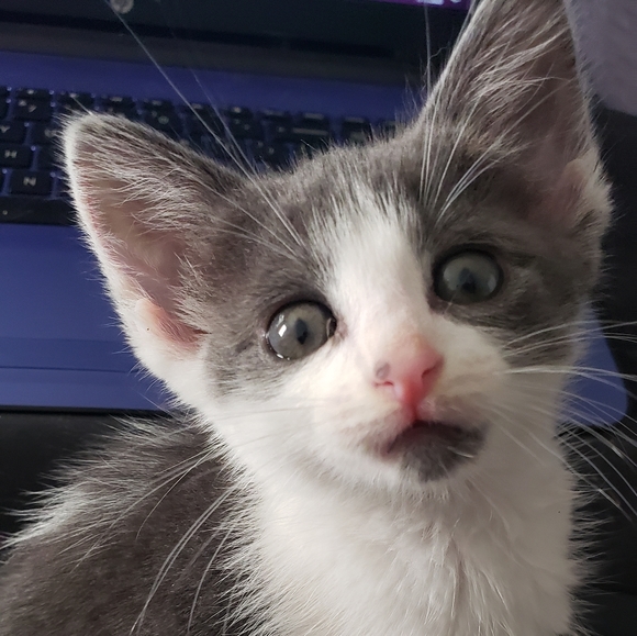 😻 Meet Your Posher's Cats! 😻 - Picture 8 of 15